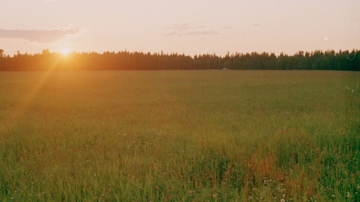 Image of a sunset seen from a field.